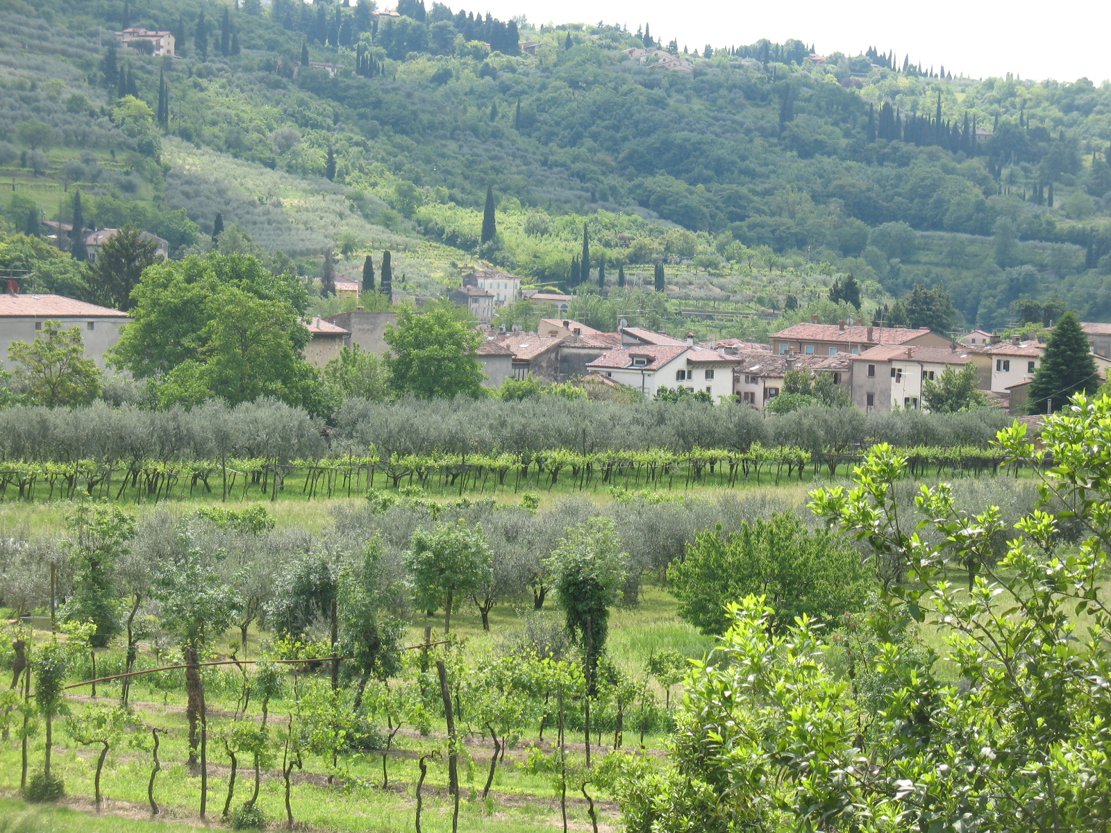nicolo1