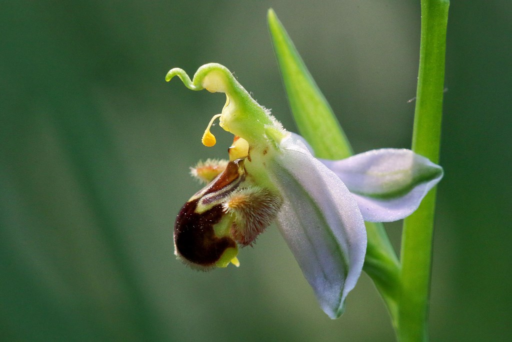 1 - la regina delle ophrys